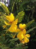 Chamaecrista fasciculata rebhuhn-erbse partridge pea mimosenblättrige gewürzrinde