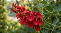 korallenbaum hahnenkamm-korallenstrauch ceibo erythrina crista-galli
