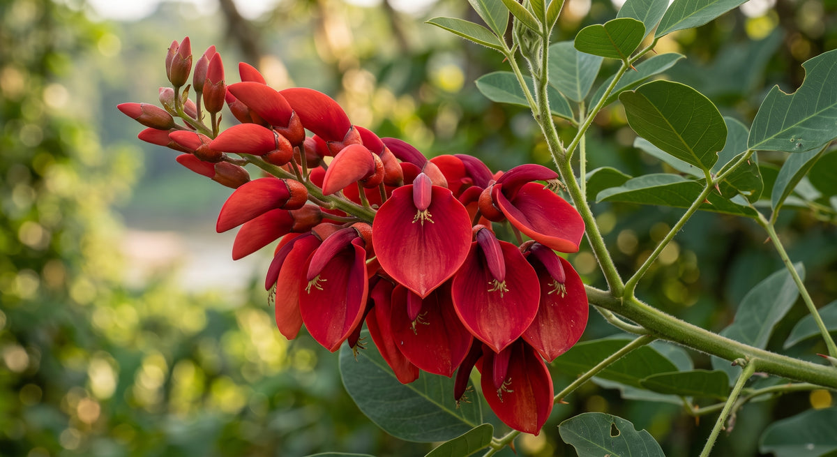 korallenbaum hahnenkamm-korallenstrauch ceibo erythrina crista-galli