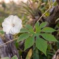 ipomoea pes-tigris tigerfuß-prunkwinde