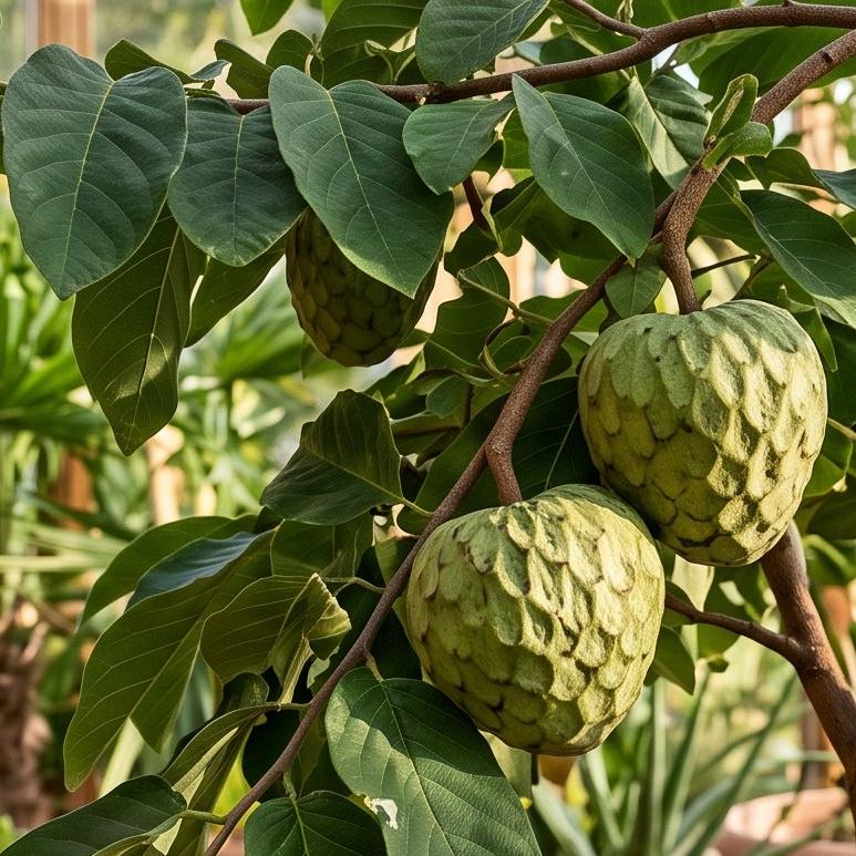 cherimoya rahmapfel annona cherimola