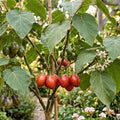 tamarillo baumtomate solanum betaceum