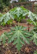 papaya melonenbaum carica papaya