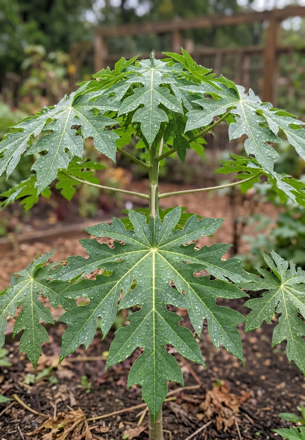 papaya melonenbaum carica papaya