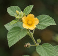 sida cordifolia indische sandmalve bala