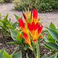 canna patens indisches blumenrohr