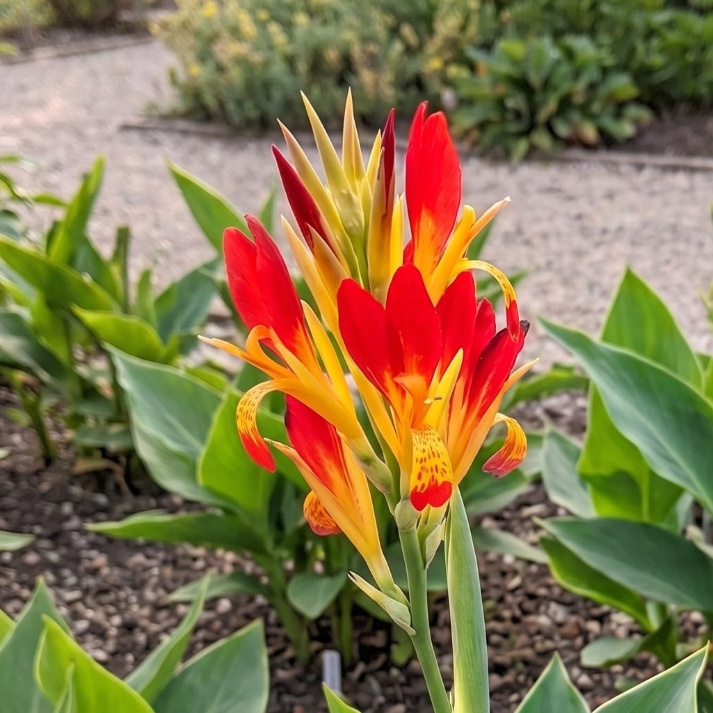 canna patens indisches blumenrohr