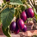tamarillo solanum betaceum rojo grande de carmelo