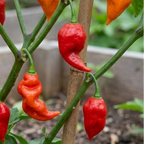 Chili Hot Paper Lantern