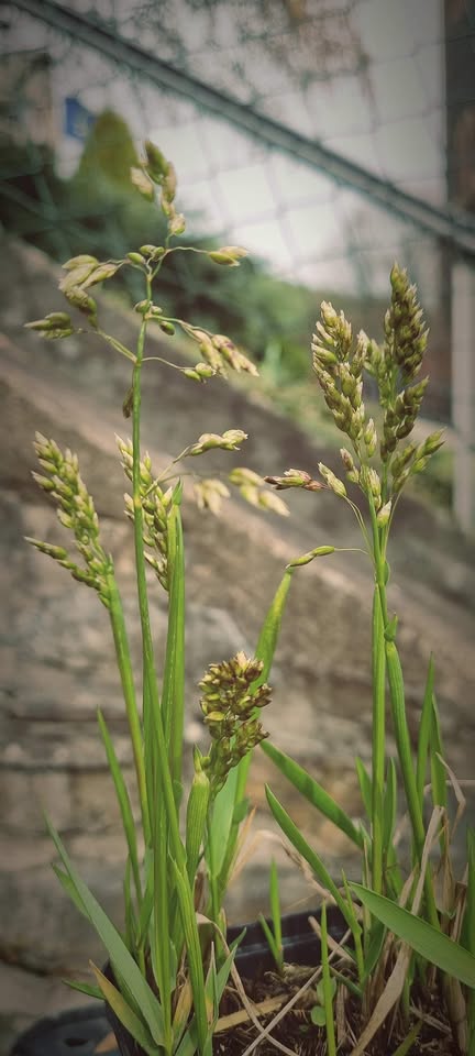 Bisongras, Duftendes Mariengras (Hierochloe odorata)