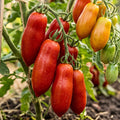 tomate san marzano