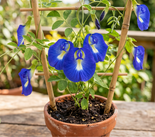 clitoria ternatea utterfly pea tea blaue klitorie