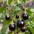 aubergine ronde de valence solanum melongena