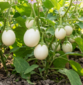 eierfrucht aubergine blanche ronde a eof