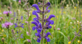 wiesensalbei salvia pratensis