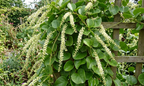 Anredera cordifolia madeirawein basellkartoffel