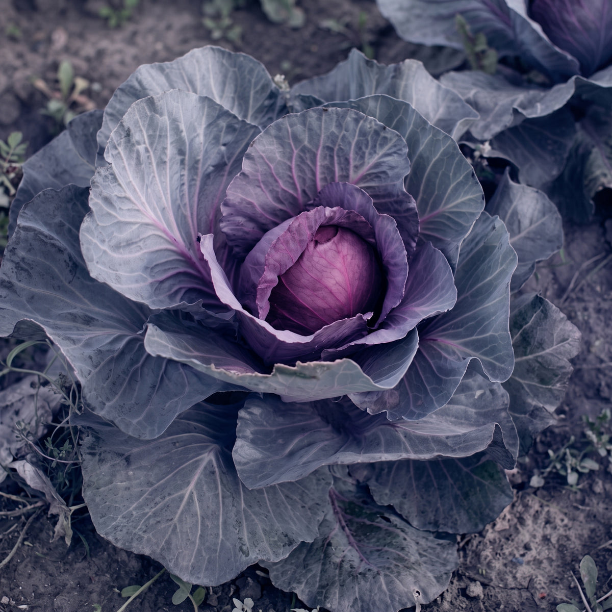 rotkohl tete noire