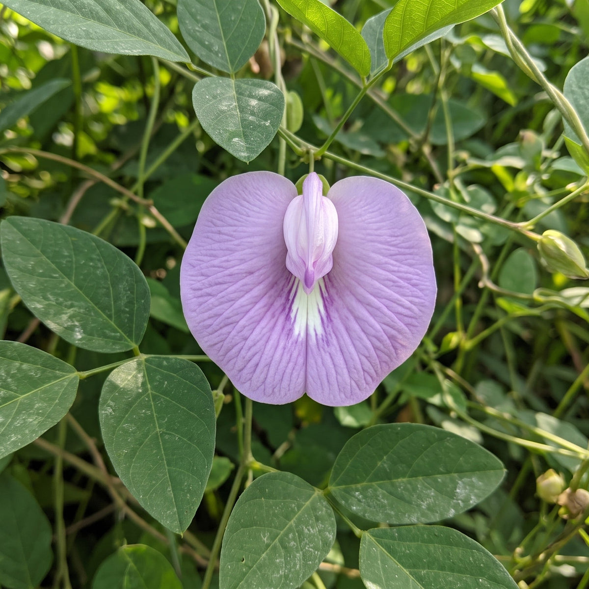 centrosema pubescens zentroseme schmetterlingserbse