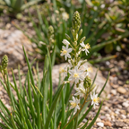 bulbine frutescens weiß katzenschanzpflanze brenngeleepflanze