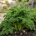 krause petersilie frise vert fonce petroselinum cripum