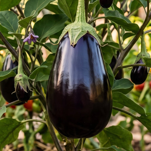 aubergine black beauty solanum melongena