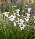 gladiolus murielae abessinische gladiole stern-gladiole