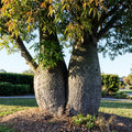 queensland-flaschenbaum brachychiton rupestris
