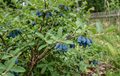 sibirische blaubeere blaue heckenkirsche doppelbeere lonicera caerulea