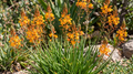 bulbine frutescens katzenschwanzpflanze brenngeleepflanze