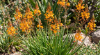 bulbine frutescens katzenschwanzpflanze brenngeleepflanze
