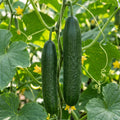 salat gurke merketer cucumis sativus