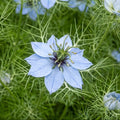 nigella sativa schwarzkümmel römischer koriander