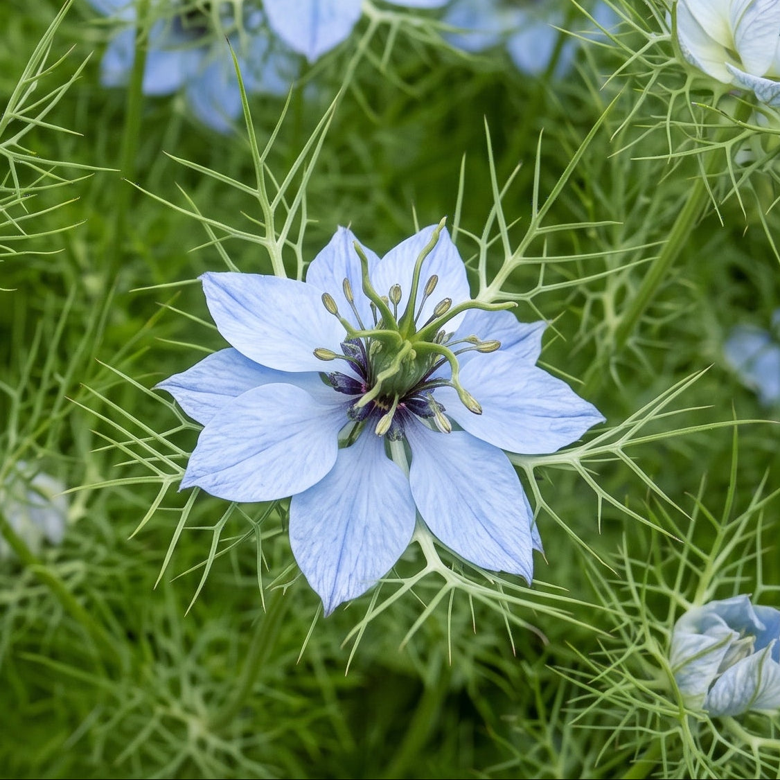 nigella sativa schwarzkümmel römischer koriander
