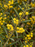 immerblühende akazie wirilda acacia retinoides