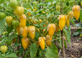 tomatillo queen of malinalco physalis philadelphica