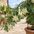 weißer papageienschnabel kaka beak clianthus puniceus