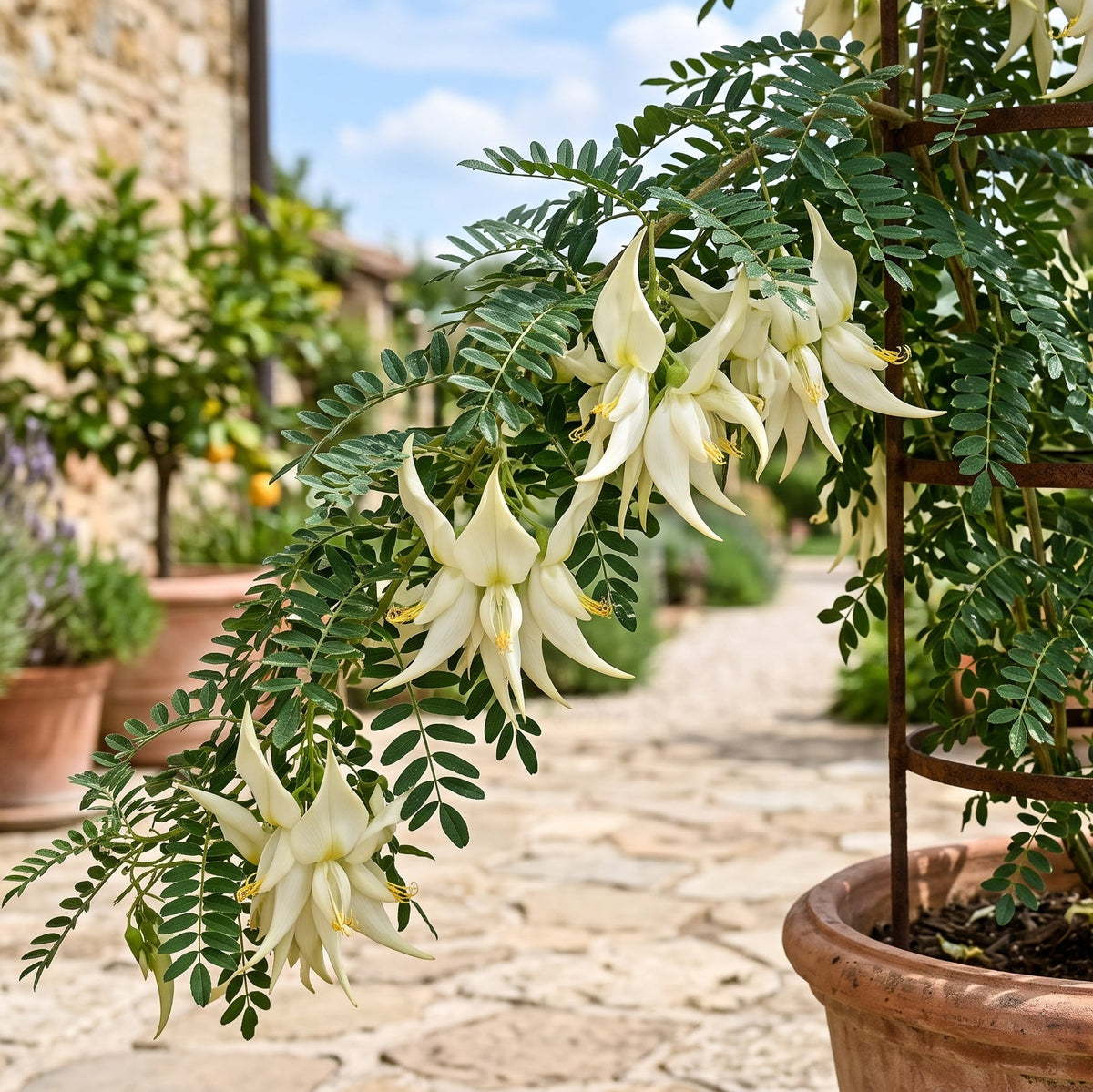 weißer papageienschnabel kaka beak clianthus puniceus