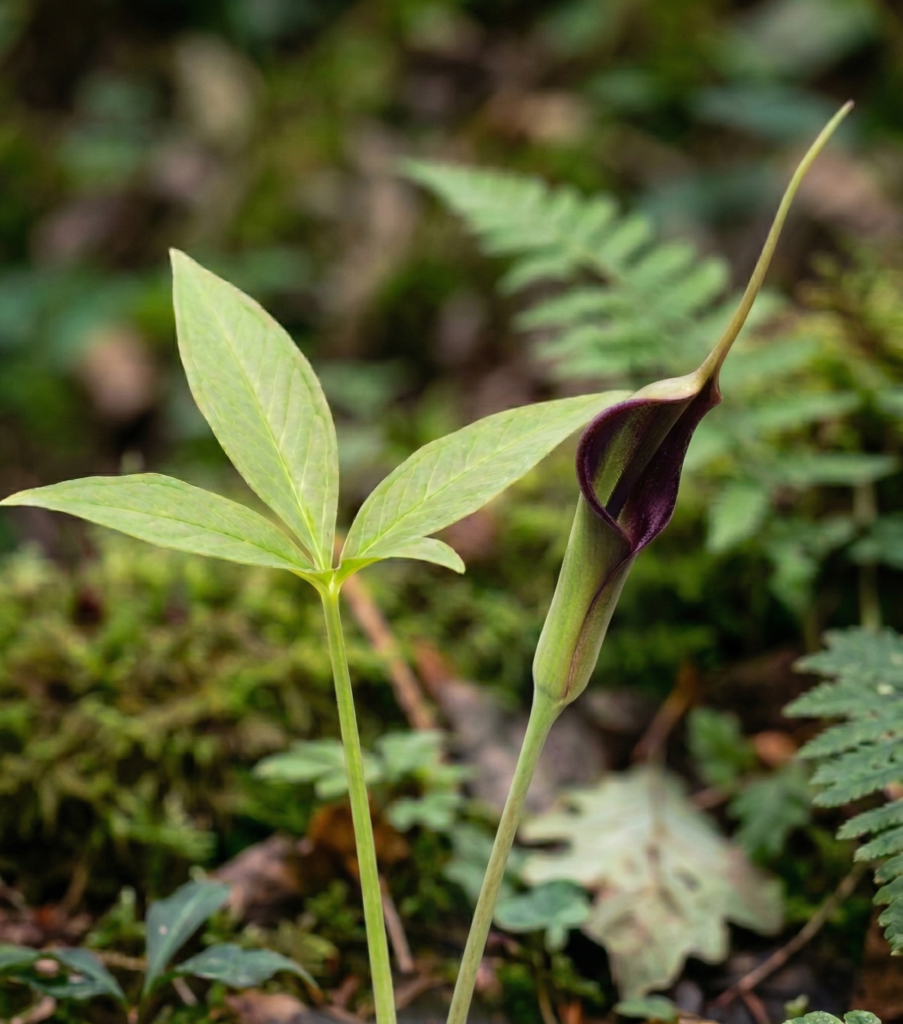 rotblühende dreizählige pinellie pinellia ternata atropurpurea