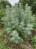 echter wermut artemisia absinthium