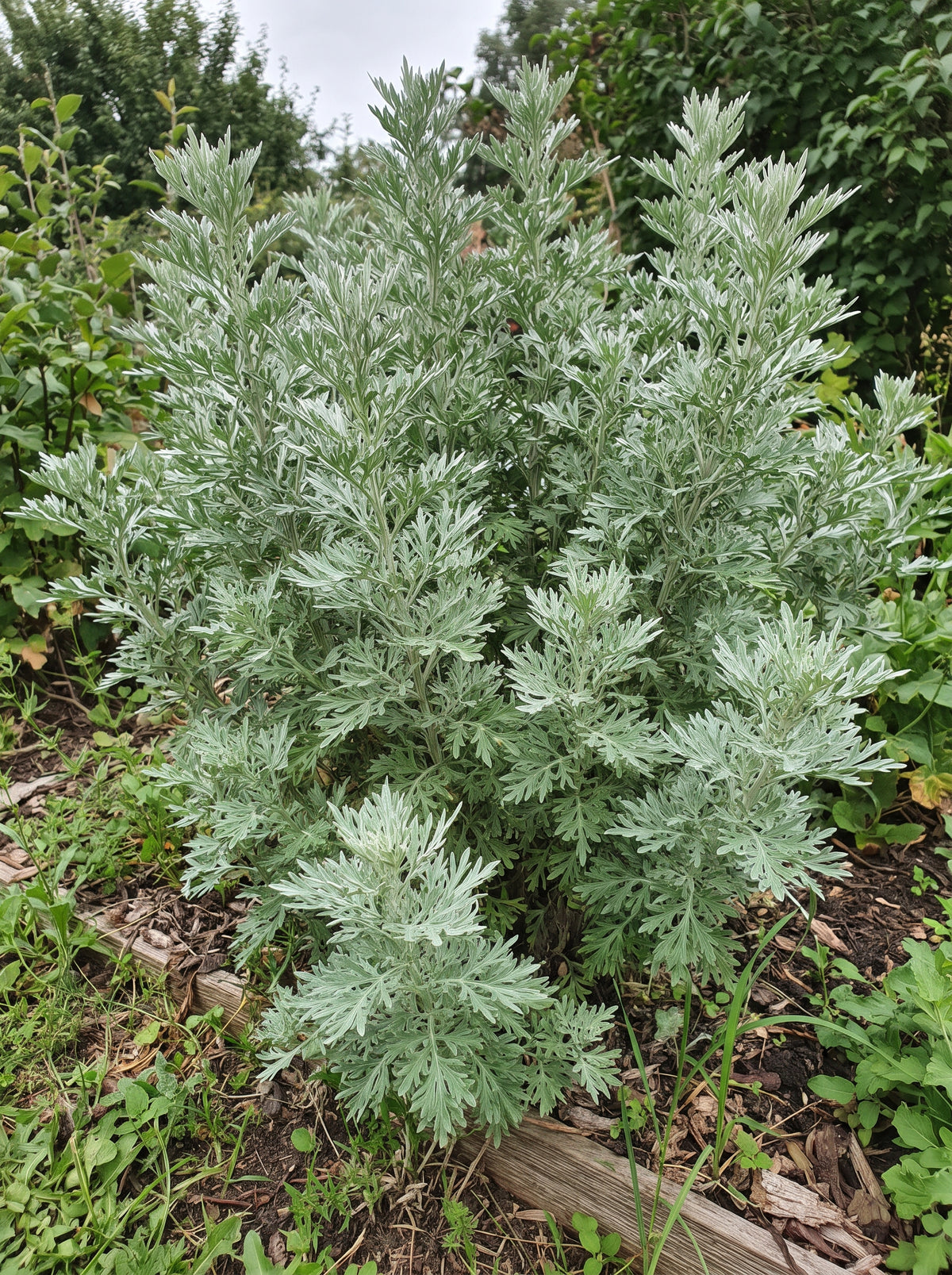 echter wermut artemisia absinthium
