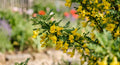 caragana microphylla kleinblättriger erbsenstrauch