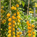 cocktail-tomate gelbes birnchen yellow pearshaped