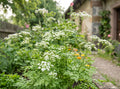 echter kerbel garten-kerbel anthriscus cerefolium