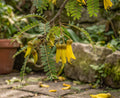 kowhai neuseeländischer schnurbaum sophora tetraptera