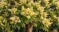styphnolobium japonicum sophora japonica japanischer schnurbaum honigbaum pagodenbaum 