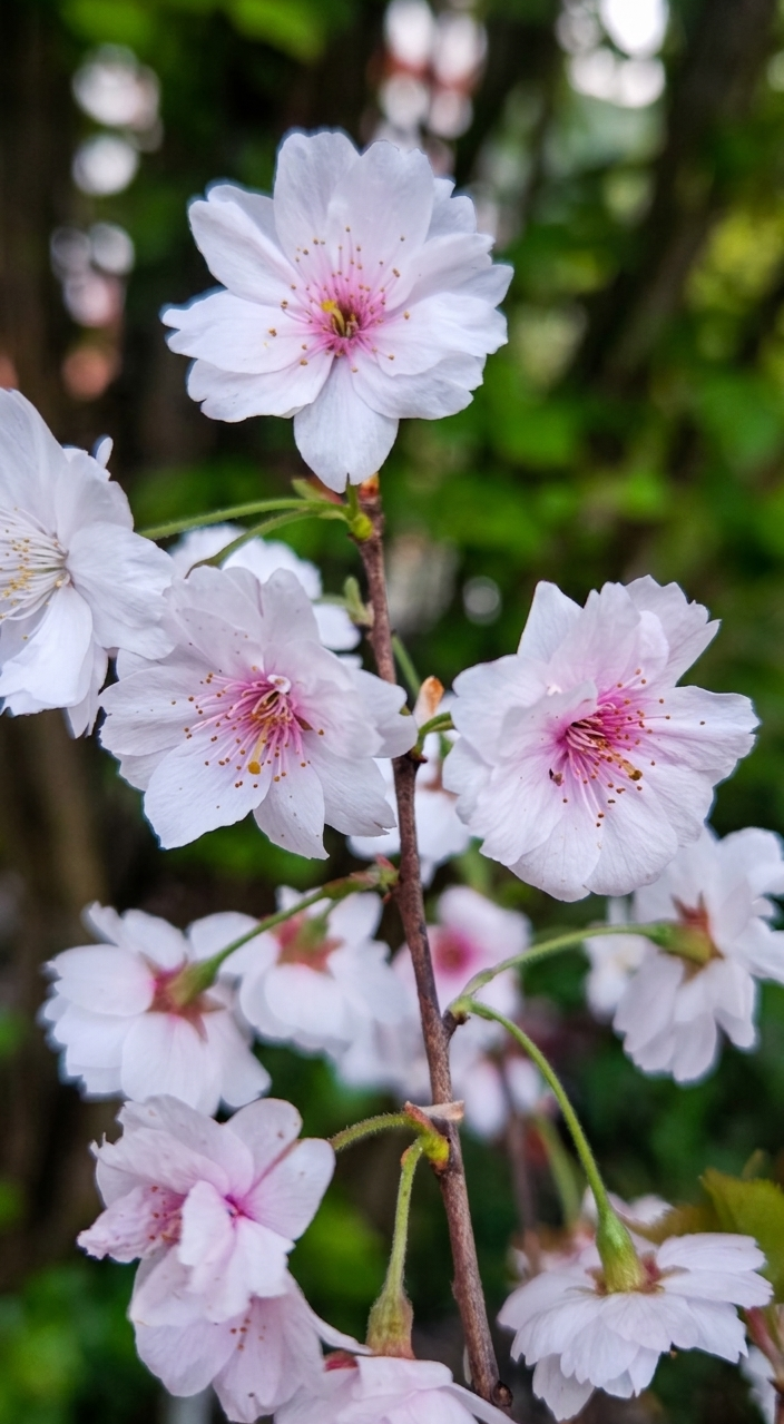 prunus subhirtella plena gefüllte frühlingskirsche higankirsche