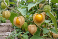 physalis peruviana kapstachelbeere andenbeere schönbrunner gold