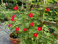 ipomoea quamoclit zypressen-trichterwinde kardinalswinde