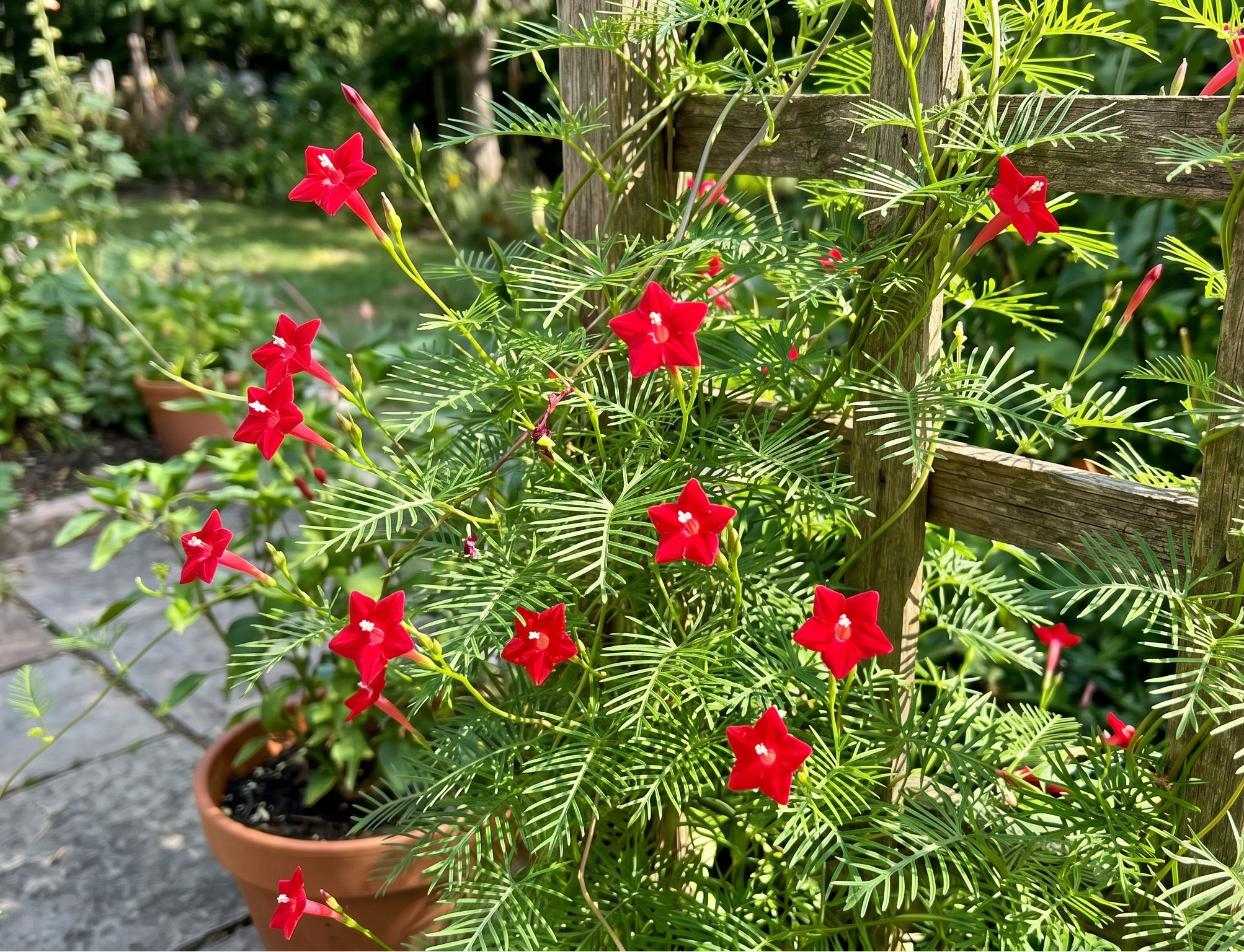 ipomoea quamoclit zypressen-trichterwinde kardinalswinde