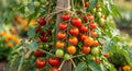 tomate moneymaker